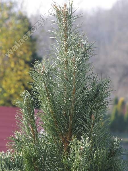 Pinus sylvestris 'Fastigiata Glauca'